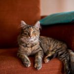 cat on sofa