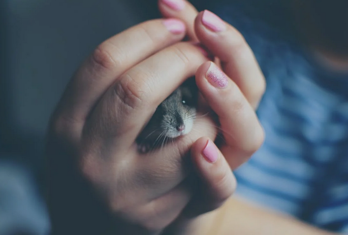 hamster