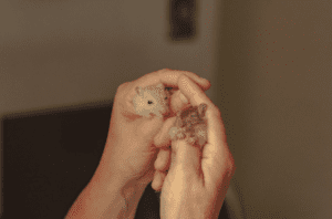 playtime